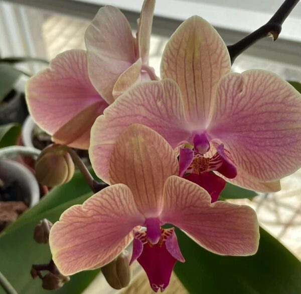 Why Orchids Suddenly Die: 10 Common Mistakes Beginners Must Avoid