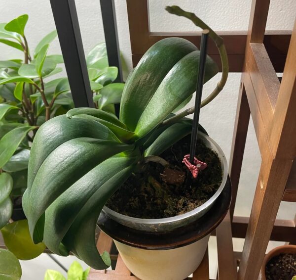 Why Your Orchid Care Isn’t Working: 20 Common Mistakes and Easy Fixes