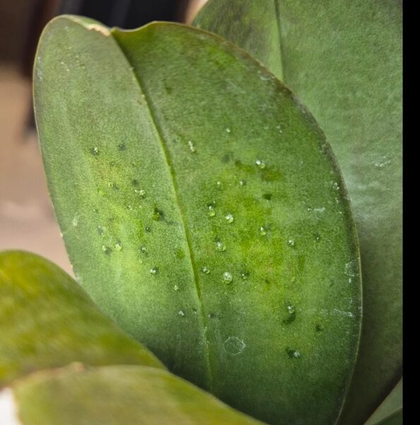 Why Your Orchid Leaves Are Sticky: 13 Best Pest Solutions