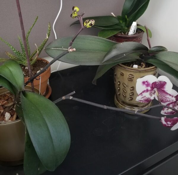 Why Your Orchid Is Not Blooming in Low Light: 12 Best Brightness Hacks