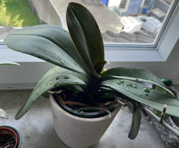 Why Your Orchid Leaves Are Sticky: 13 Best Pest Solutions