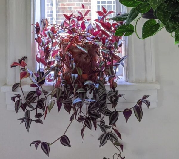 Wandering Jew Plant: 20 Best Care Tips Experts Trust for Fast Growth