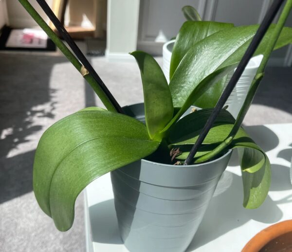 Soft Orchid Leaves: 18 Best Fixes for Common Orchid Problems