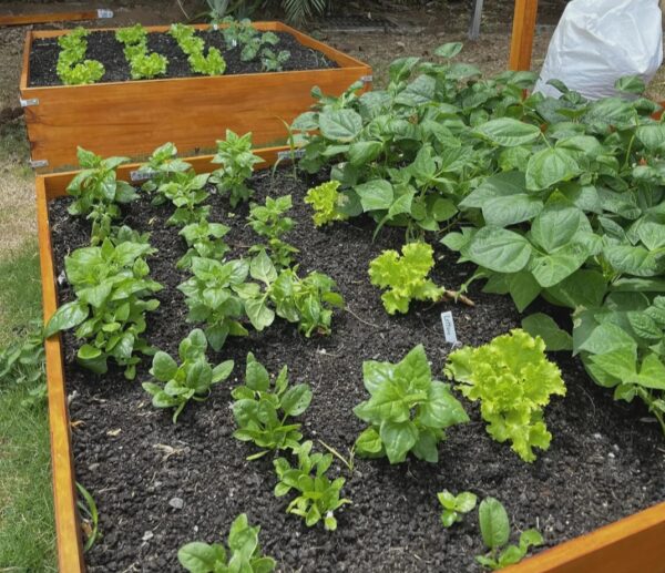 How to Grow Kitchen Vegetables : 20 Proven Dos and Don’ts