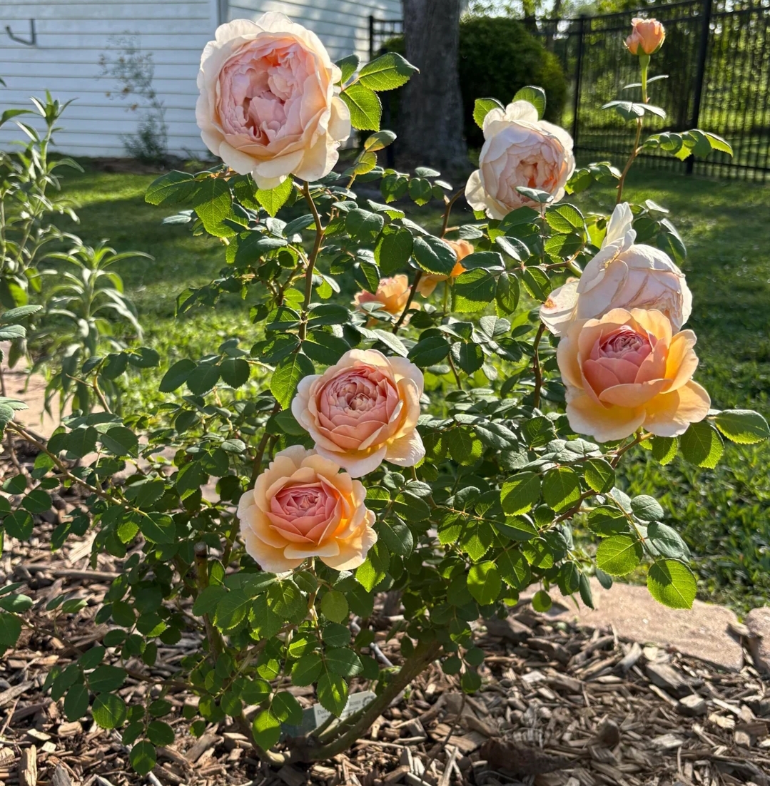 David Austin Roses: 19 Common Mistakes And Easy Fixes - Freeplantscare