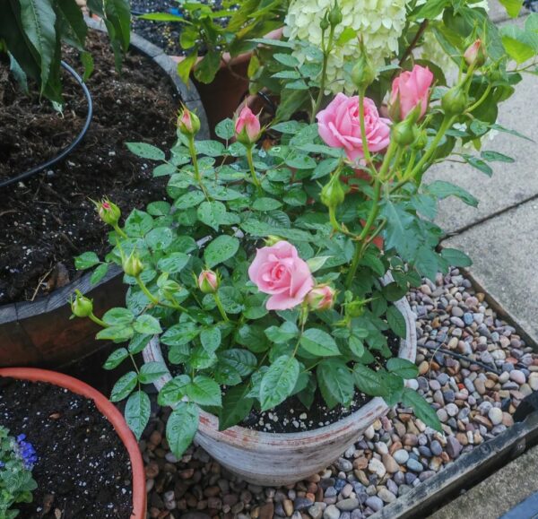 Mini Rose Plant: 20 Best Fixes If It’s Not Blooming