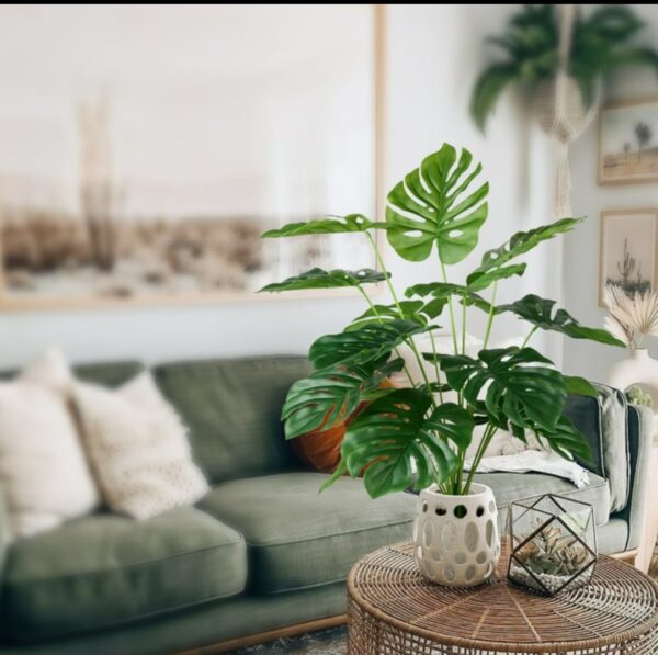 Image should be minimal and real Draw a feature image for this Heading Monstera deliciosa Don't write on the picture Picture size 2024×2024 px