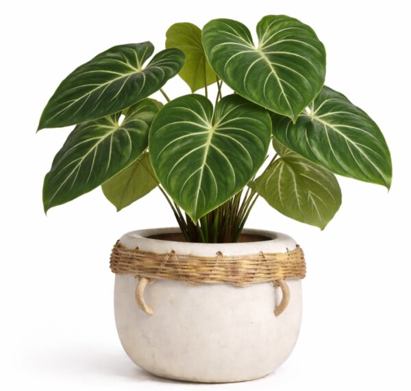 20 Best Large Leaf Indoor Plant You’ll Love (Plus Problems & Proven Fixes)