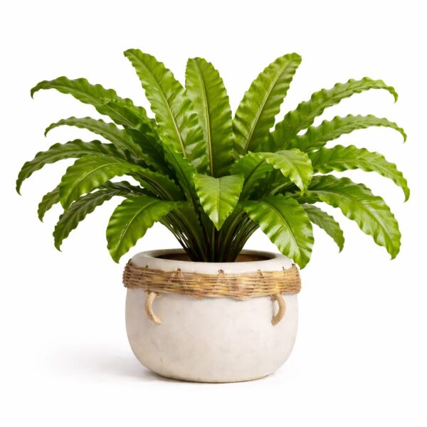 20 Best Large Leaf Indoor Plant You’ll Love (Plus Problems & Proven Fixes)