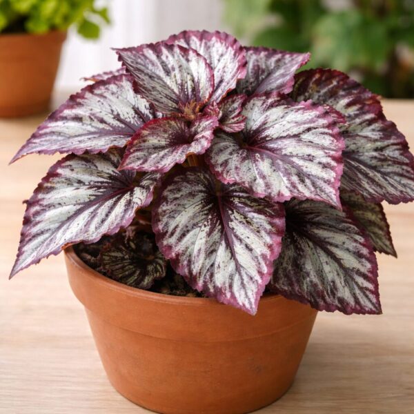 Types of Begonias: 19 Best Varieties, Their Problems, and Proven Solutions