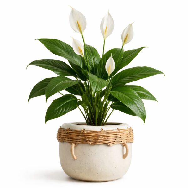 20 Best Large Leaf Indoor Plant You’ll Love (Plus Problems & Proven Fixes)