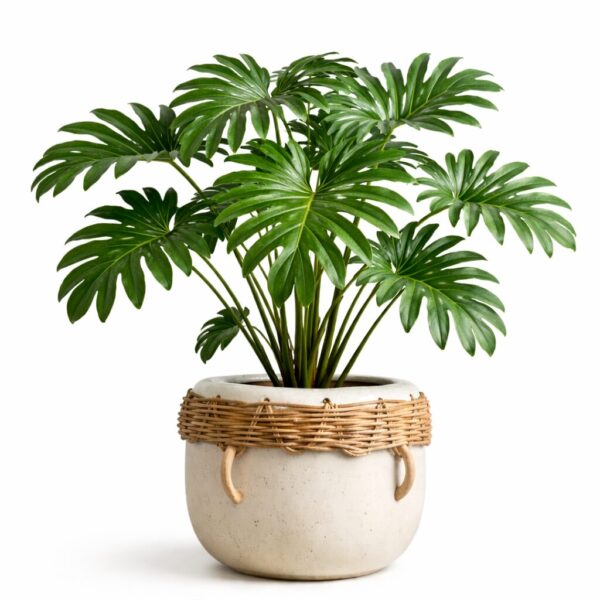 20 Best Large Leaf Indoor Plant You’ll Love (Plus Problems & Proven Fixes)