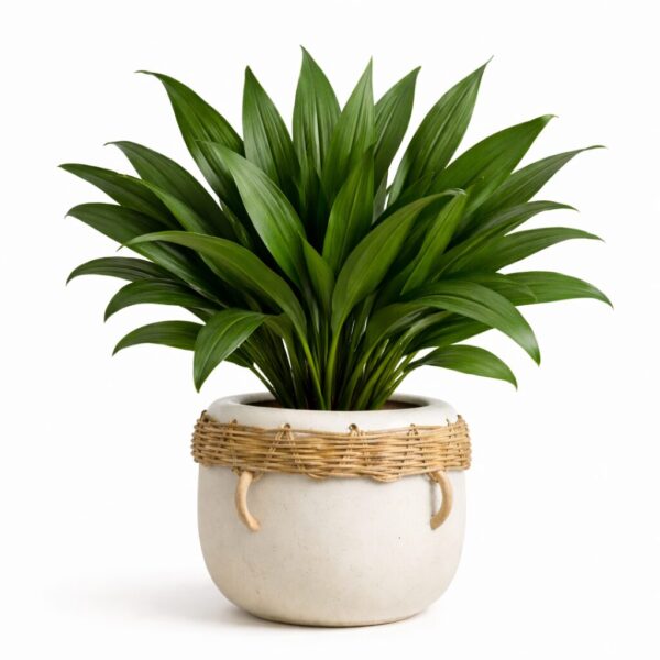 20 Best Large Leaf Indoor Plant You’ll Love (Plus Problems & Proven Fixes)