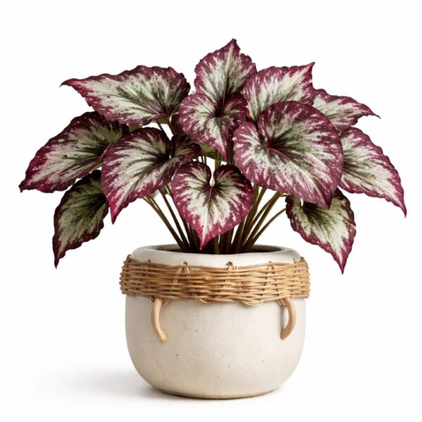 20 Best Large Leaf Indoor Plant You’ll Love (Plus Problems & Proven Fixes)