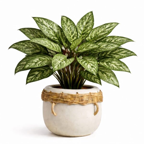 20 Best Large Leaf Indoor Plant You’ll Love (Plus Problems & Proven Fixes)