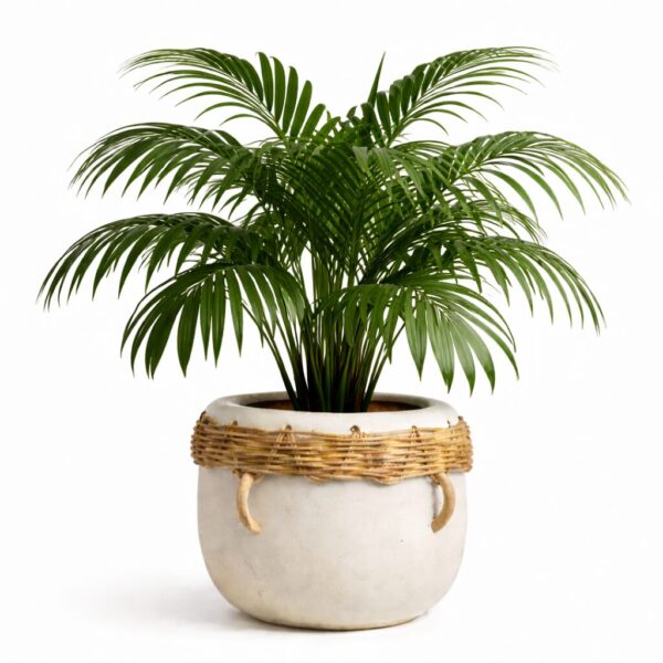 20 Best Large Leaf Indoor Plant You’ll Love (Plus Problems & Proven Fixes)