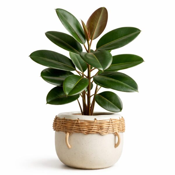 20 Best Large Leaf Indoor Plant You’ll Love (Plus Problems & Proven Fixes)