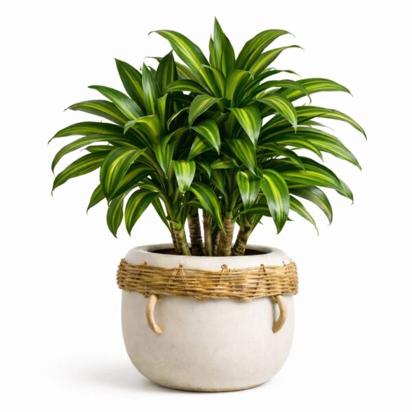 20 Best Large Leaf Indoor Plant You’ll Love (Plus Problems & Proven Fixes)