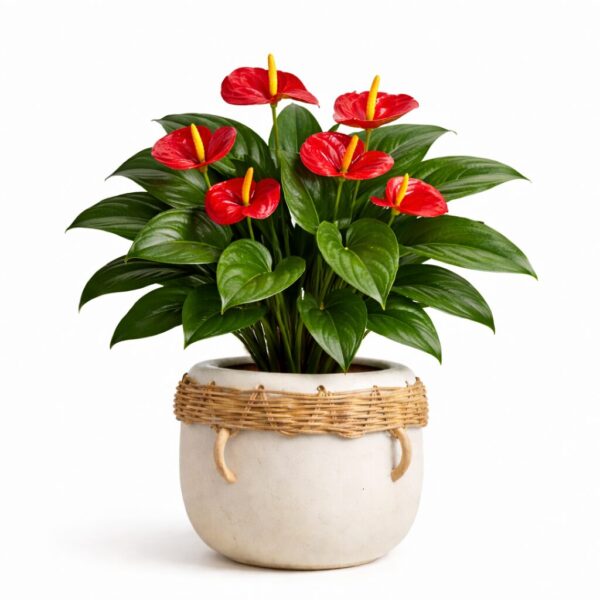 20 Best Large Leaf Indoor Plant You’ll Love (Plus Problems & Proven Fixes)