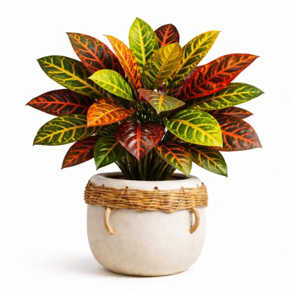 20 Best Large Leaf Indoor Plant You’ll Love (Plus Problems & Proven Fixes)