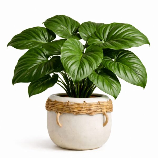 20 Best Large Leaf Indoor Plant You’ll Love (Plus Problems & Proven Fixes)
