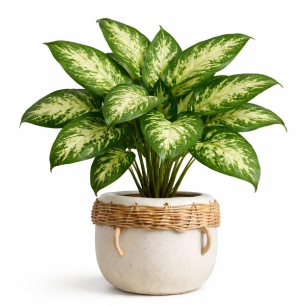 20 Best Large Leaf Indoor Plant You’ll Love (Plus Problems & Proven Fixes)