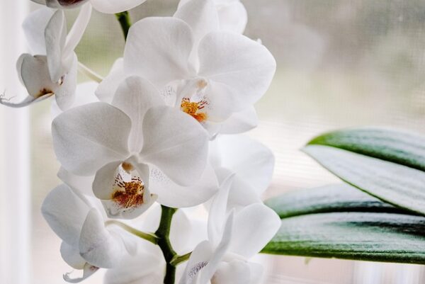White Orchid Flower: 18 Best Problems and Solutions Every New Gardener Must Know