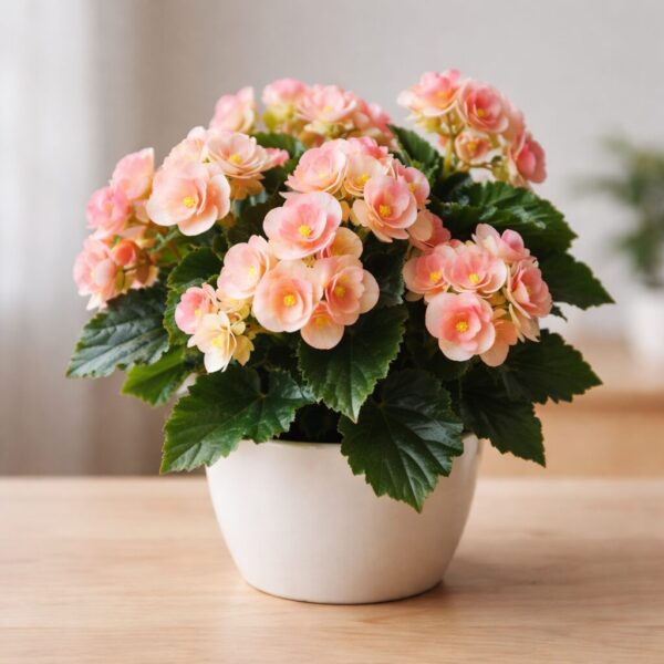 Types of Begonias: 19 Best Varieties, Their Problems, and Proven Solutions