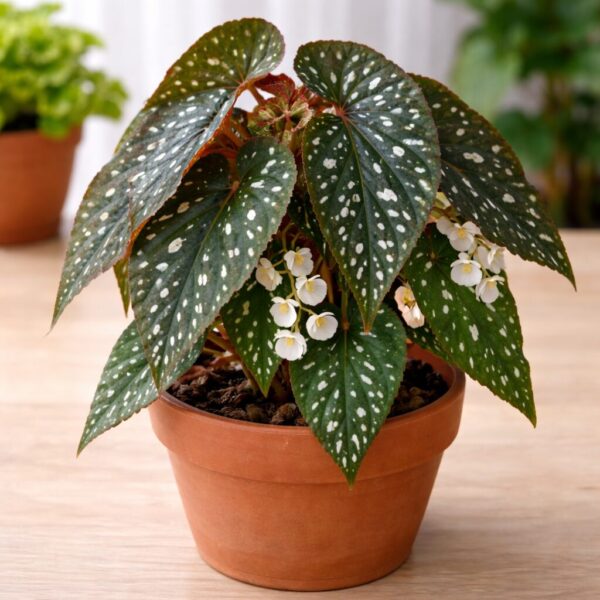 Types of Begonias: 19 Best Varieties, Their Problems, and Proven Solutions