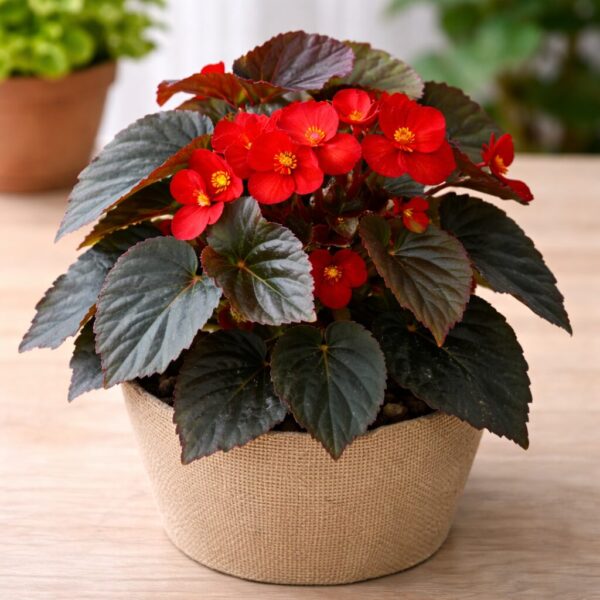Types of Begonias: 19 Best Varieties, Their Problems, and Proven Solutions