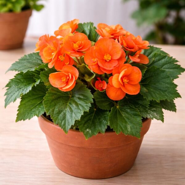 Types of Begonias: 19 Best Varieties, Their Problems, and Proven Solutions