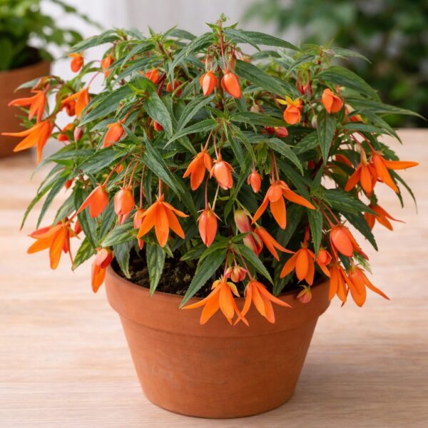 Types of Begonias: 19 Best Varieties, Their Problems, and Proven Solutions