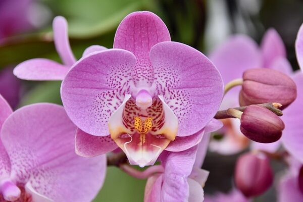 Pink Orchid: 20 Best Dos and Don’ts for Healthy Growth and Beautiful Blooms