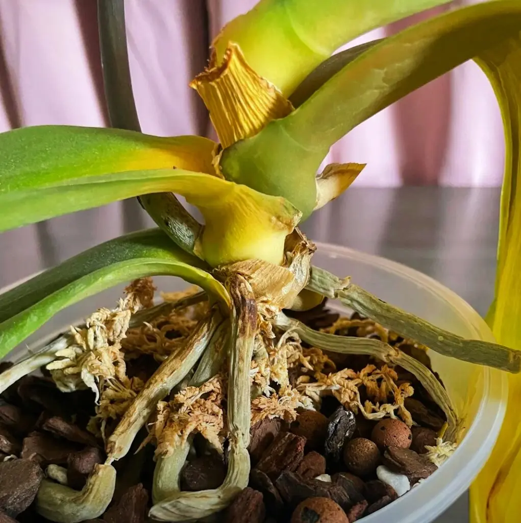 Close up of an orchid plant showing leaves and roots that need care to recover