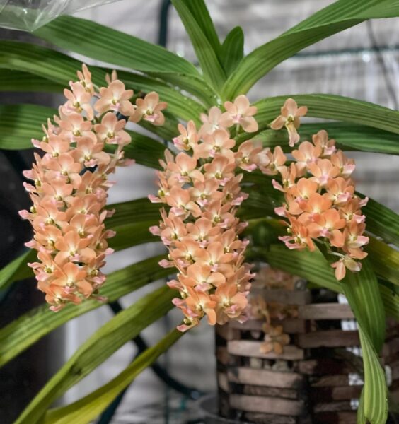 Rhynchostylis Orchid Care: 14 Foxtail Orchid Tips for USA Climates