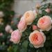 David Austin Roses USA: The 20 Dos and Don'ts That Separate Stunning Blooms From Dead Sticks