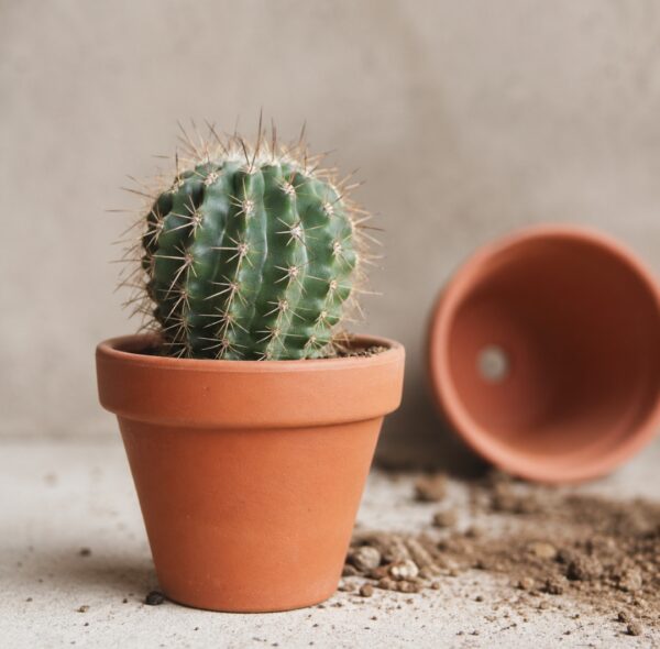 Cactus Plant and Pot: 20 Best Mistakes to Avoid for Strong, Healthy Plants