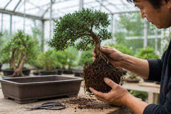 Big Vase Plant: 20 Dos and Don'ts for Moving It Into a Bonsai Pot