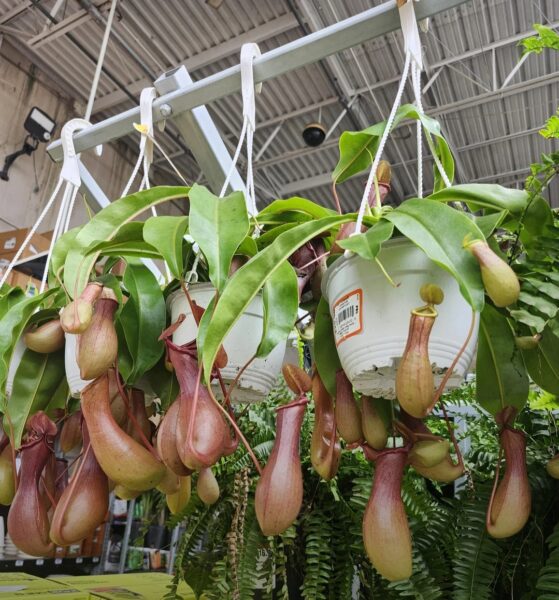 Carnivorous Plant Soil Mix: 10 Best DIY Recipes That Really Work