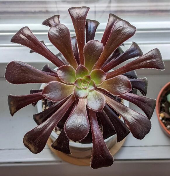 Black Rose Succulent Care: 20 Best Proven Fixes for Yellow Leaves