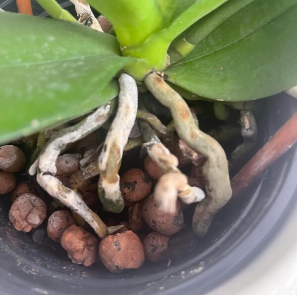 Why Salt Build-Up Hurts Orchids: 10 Best Flush Tips