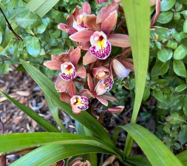 Ground Orchids in Florida: 17 Best Varieties with Easy Care and Growing Tips