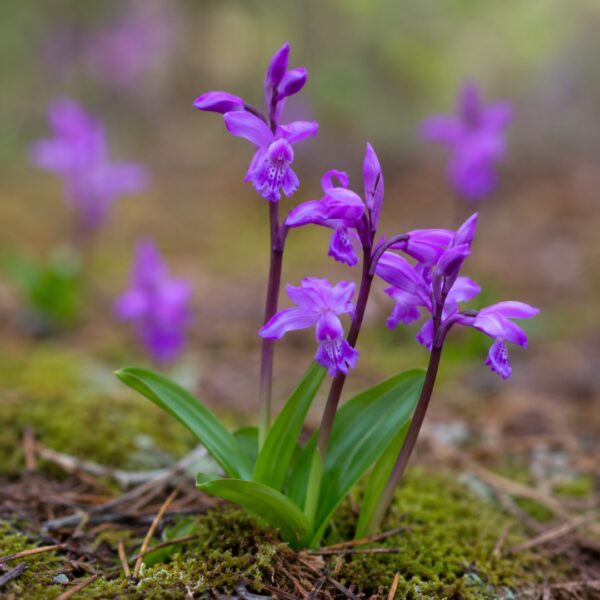 Purple Ground Orchids: 20 Best Growing and Care Guide Tips