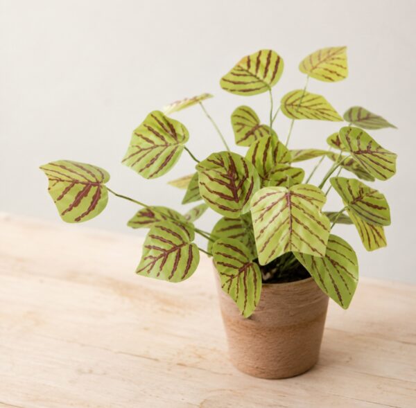 Swallowtail Butterfly Plants Care Guide: How to Grow Christia obcordata Indoors