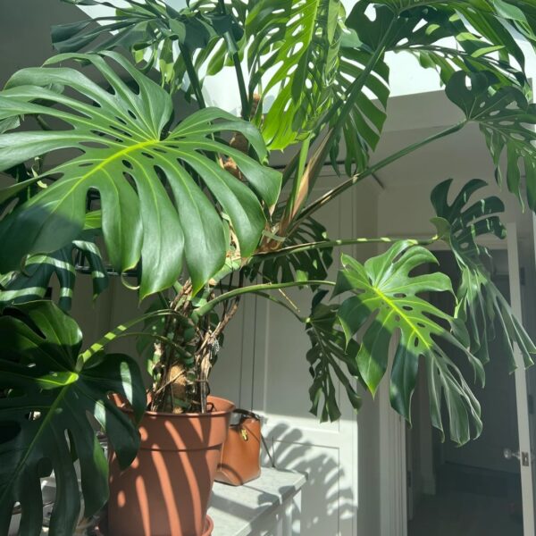 Monstera Temperature Range: 15 Mistakes That Can Damage Your Plant