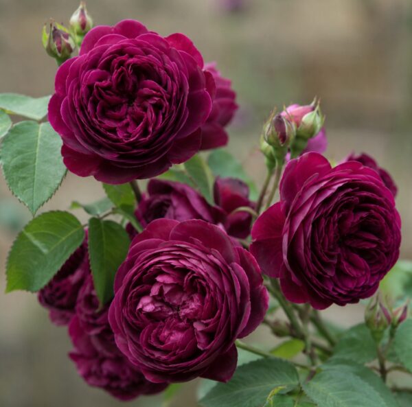 Munstead Wood Rose: 20 Dos And Don'ts Every Newcomers Must Know Before Planting