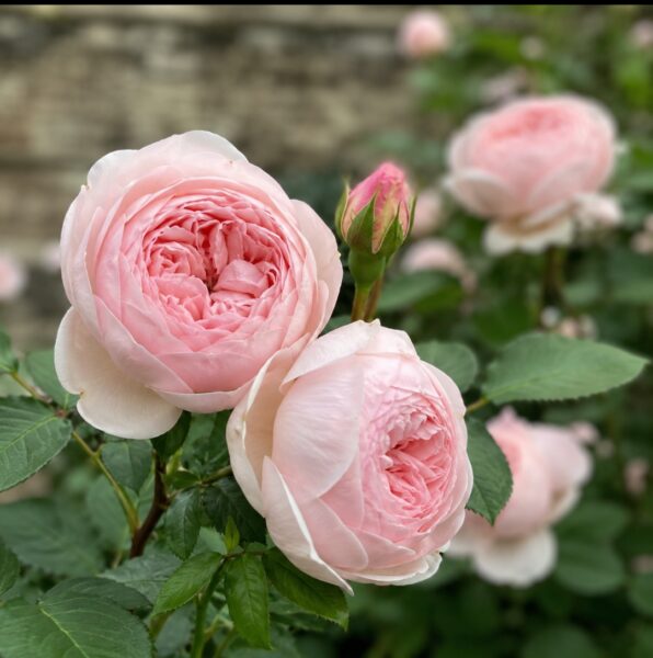 How To Grow David Austin Olivia Rose: 20 Mistakes You Must Avoid For More Blooms