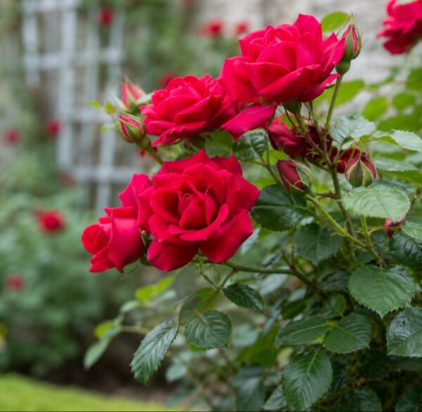 Don Juan Climbing Rose Care: 19 Best Dos and Don'ts Every Gardener Must Know