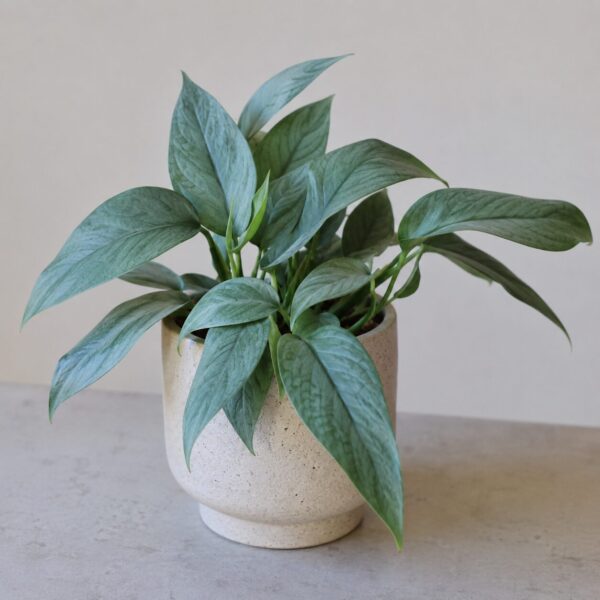 Types of Pothos Plants: 20 Stunning Varieties for Every Indoor Garden