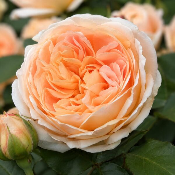 The Most Expensive David Austin Roses: 15 Varieties Worth Knowing (Including the $5 Million Juliet Rose)